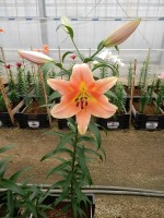 [5194 Zelmira VWS No02.JPG]